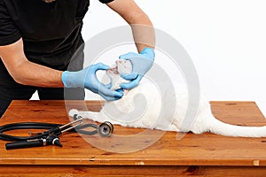 Vet examining a cat lying on a wooden table, examining a white cat`s mouth