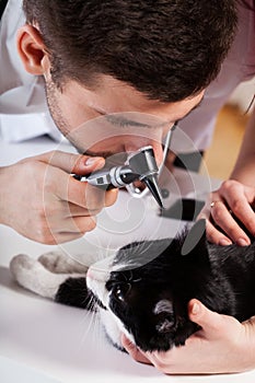 Vet examining a cat's ear