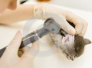 Vet examining a cat's ear with an otoscope