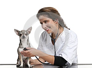 Vet examining a Chihuahua with a stethoscope