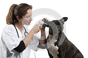 Vet examining a Crossbreed dog