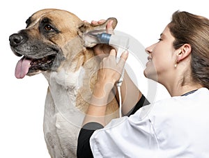 Vet examining a Crossbreed dog, dog's ear