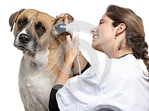 Vet examining a Crossbreed dog, dog's ear