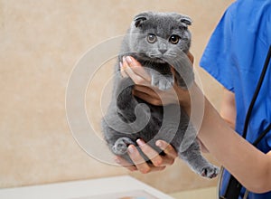 Vet examining cute little kitten in veterinary clinic.