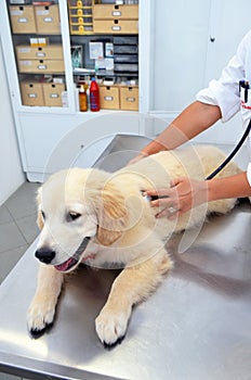 Vet examining cute puppy dog