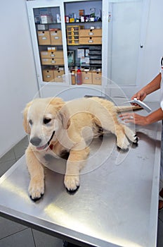 Vet examining cute puppy dog