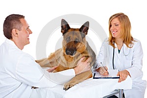 Vet examining dog