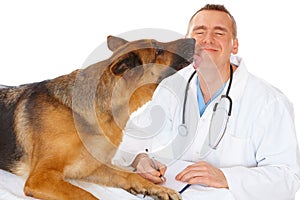 Vet examining dog photo