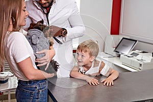 Vet examining dog in animal clinic