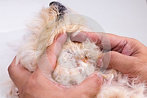 Vet examining dog body skin with bad yeast fungal infection