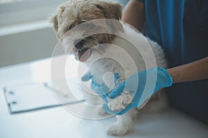 Vet examining dog and cat. Puppy and kitten at veterinarian doctor. Animal clinic. Pet check up and vaccination. Health care