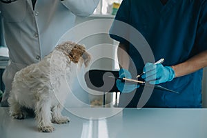 Vet examining dog and cat. Puppy and kitten at veterinarian doctor. Animal clinic. Pet check up and vaccination. Health care