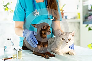 Vet examining dog and cat. Puppy and kitten at veterinarian doctor. Pet check up and vaccination. Animal clinic