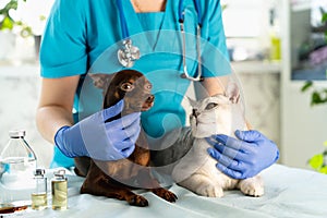 Vet examining dog and cat. Puppy and kitten at veterinarian doctor. Pet check up and vaccination. Animal clinic