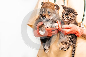 Vet examining dog and cat. Puppy and kitten at veterinarian doctor. Pet vaccination.