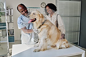 Vet examining dog at clinic