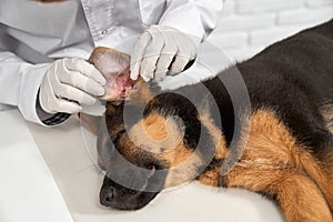 Vet examining dog ear on white table.