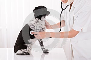 Vet Examining Dog In Hospital