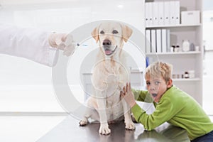 Vet examining a dog with its scared owner