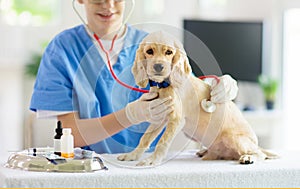 Vet examining dog. Puppy at veterinarian doctor