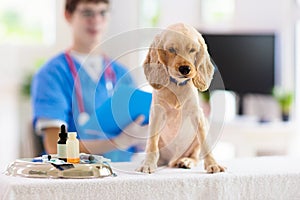 Vet examining dog. Puppy at veterinarian doctor