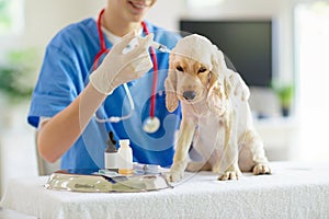 Vet examining dog. Puppy at veterinarian doctor