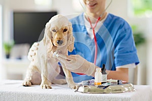 Vet examining dog. Puppy at veterinarian doctor