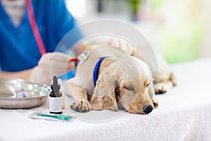 Vet examining dog. Puppy at veterinarian doctor