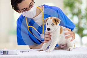 Vet examining dog. Puppy at veterinarian doctor