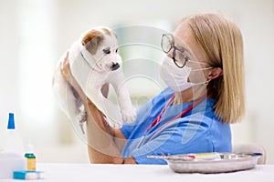 Vet examining dog. Puppy at veterinarian doctor