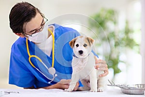 Vet examining dog. Puppy at veterinarian doctor