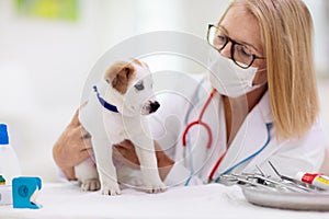 Vet examining dog. Puppy at veterinarian doctor