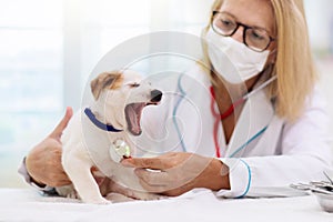 Vet examining dog. Puppy at veterinarian doctor