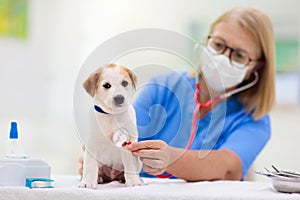 Vet examining dog. Puppy at veterinarian doctor