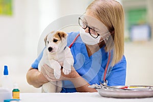 Vet examining dog. Puppy at veterinarian doctor