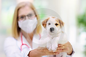Vet examining dog. Puppy at veterinarian doctor