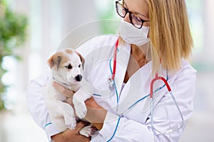 Vet examining dog. Puppy at veterinarian doctor