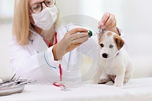 Vet examining dog. Puppy at veterinarian doctor