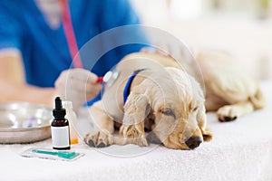 Vet examining dog. Puppy at veterinarian doctor