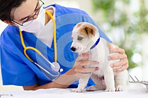 Vet examining dog. Puppy at veterinarian doctor