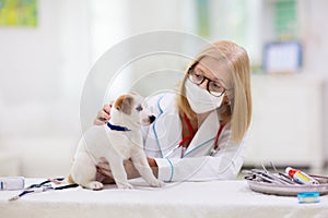 Vet examining dog. Puppy at veterinarian doctor