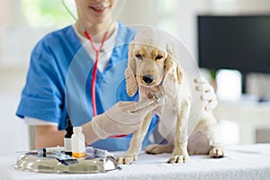 Vet examining dog. Puppy at veterinarian doctor