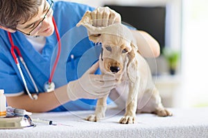 Vet examining dog. Puppy at veterinarian doctor