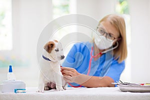 Vet examining dog. Puppy at veterinarian doctor