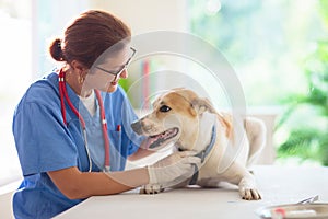 Vet examining dog. Puppy at veterinarian doctor