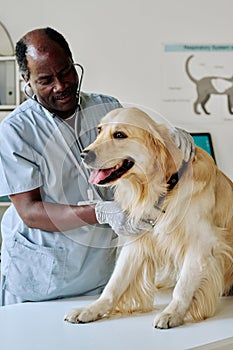 Vet examining dog with stethoscope