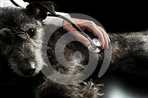 Vet examining a dog with a stethoscope