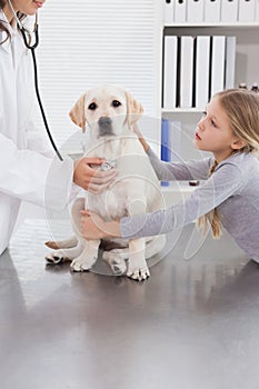 Vet examining a dog with stethoscope