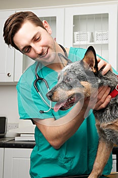 Vet Examining Dog In Surgery