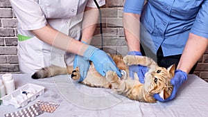 Vet examining ginger cat with stethoscope.